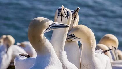 伊朗：“武装部队的手仍扣在扳机上”