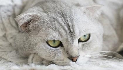 “养龙虾”火到厦门！一公司创始人：现在门口排队等咨询，每天被卷起来上班