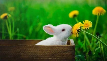 某重要岗位离职人员李某，主动投靠境外间谍机关